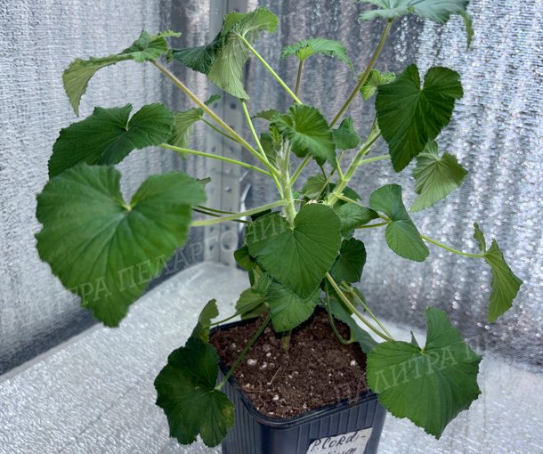 CORDIFOLIUM (КОРДИФОЛИУМ)