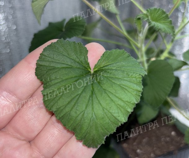 CORDIFOLIUM (КОРДИФОЛИУМ)
