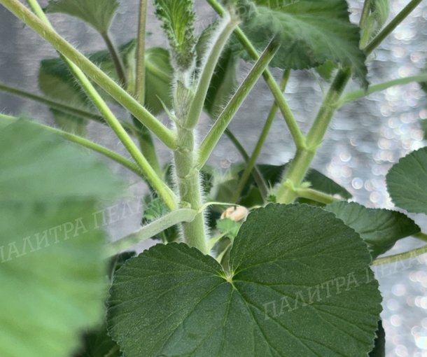 CORDIFOLIUM (КОРДИФОЛИУМ)