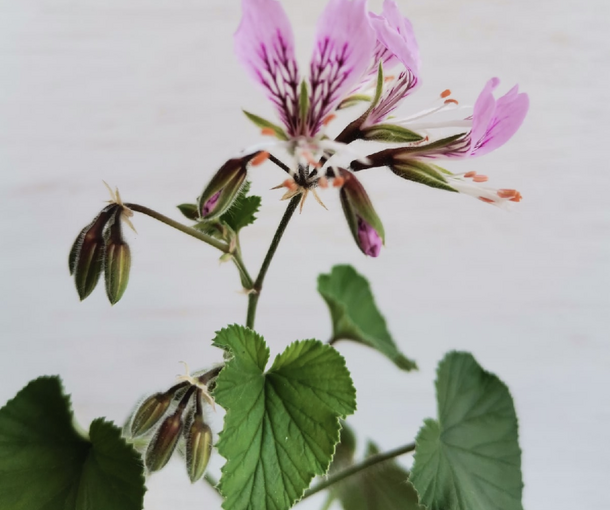 CORDIFOLIUM (КОРДИФОЛИУМ)