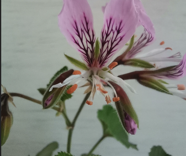 CORDIFOLIUM (КОРДИФОЛИУМ)