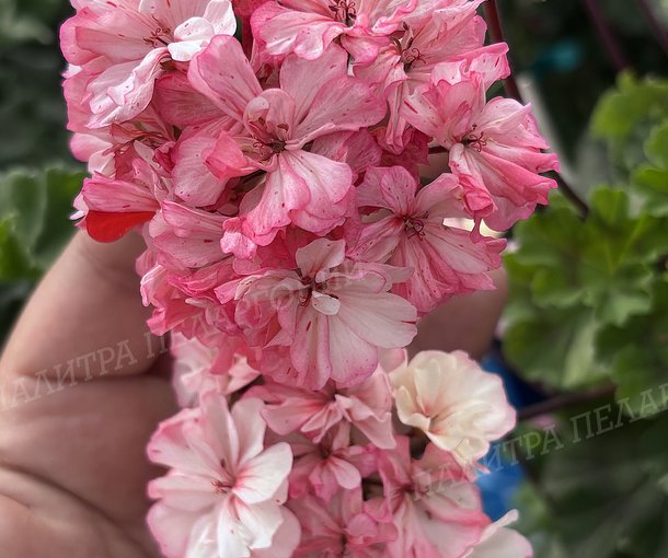 BEWERLY SCAMMELL (БЕВЕРЛИ СКАММЕЛЛ)