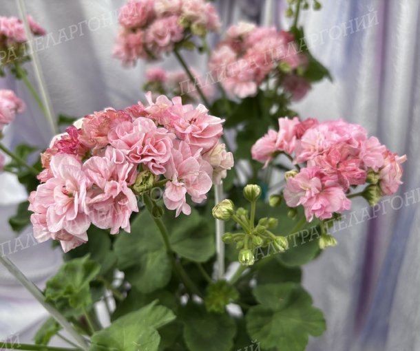 BLOOMING TUTU (БЛУМИНГ ТУТУ), Корея