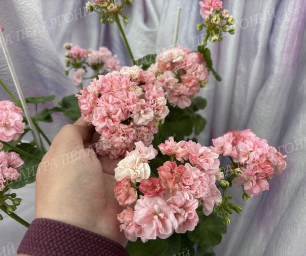 BLOOMING TUTU (БЛУМИНГ ТУТУ), Корея