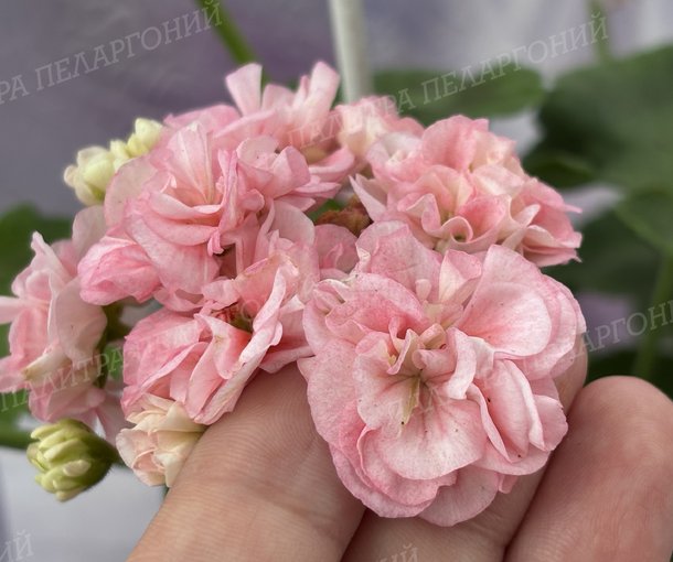 BLOOMING TUTU (БЛУМИНГ ТУТУ), Корея