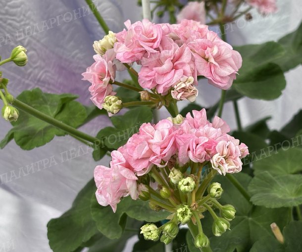 BLOOMING TUTU (БЛУМИНГ ТУТУ), Корея