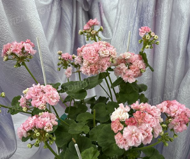 BLOOMING TUTU (БЛУМИНГ ТУТУ), Корея