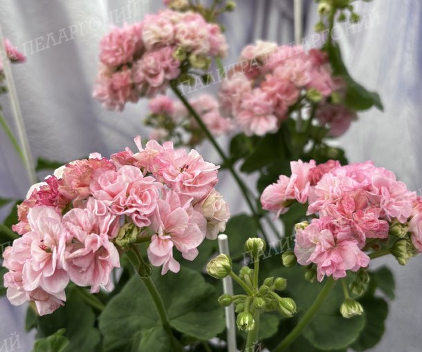 BLOOMING TUTU (БЛУМИНГ ТУТУ), Корея