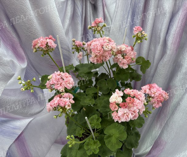 BLOOMING TUTU (БЛУМИНГ ТУТУ), Корея