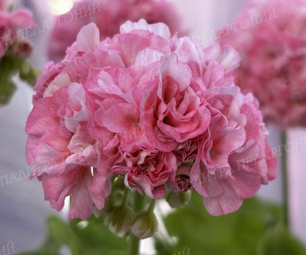 GОLDЕN СHОIСЕ (ГОЛДЕН ЧОЙС)