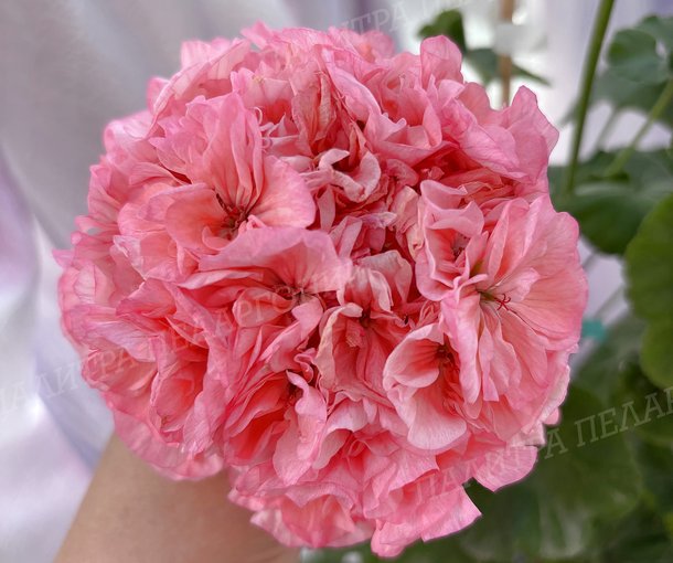 BIT BOUQUET (БИТ БУКЕТ), КОРЕЯ.