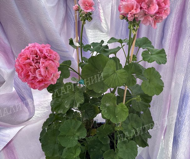 BIT BOUQUET (БИТ БУКЕТ), КОРЕЯ.