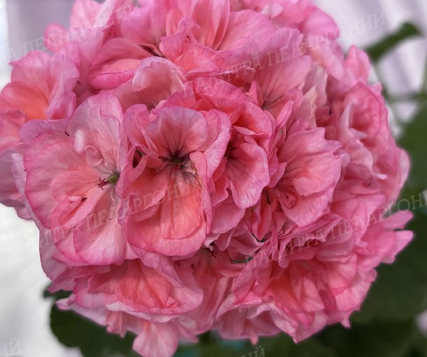 BIT BOUQUET (БИТ БУКЕТ), КОРЕЯ.