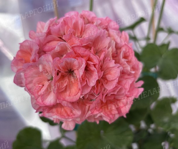 BIT BOUQUET (БИТ БУКЕТ), КОРЕЯ.