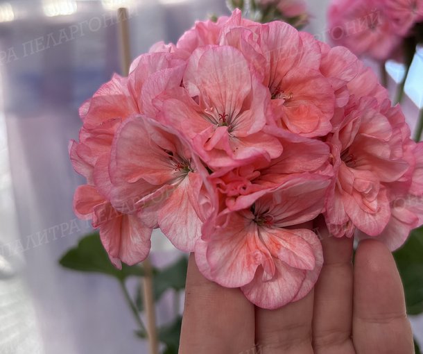 BIT BOUQUET (БИТ БУКЕТ), КОРЕЯ.