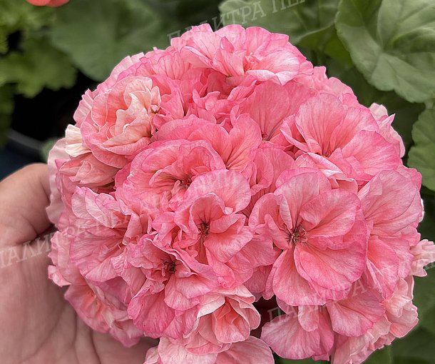 BIT BOUQUET (БИТ БУКЕТ), КОРЕЯ.