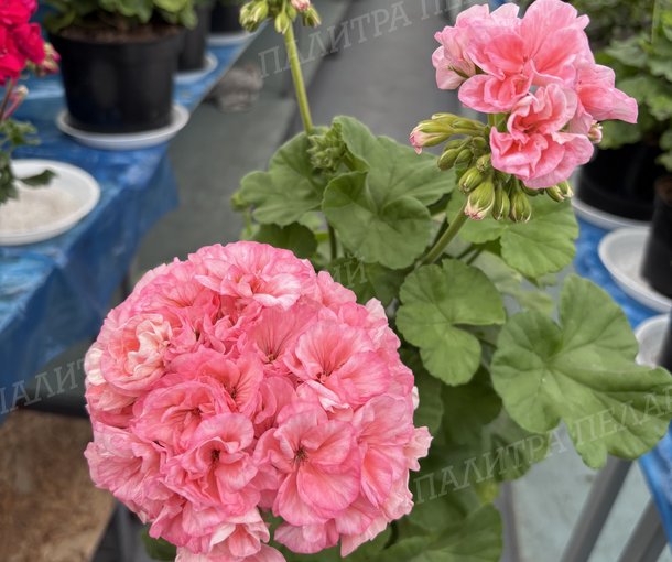 BIT BOUQUET (БИТ БУКЕТ), КОРЕЯ.