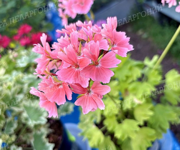 ШЕЛК ЗОЛОТАЯ РЫБКА