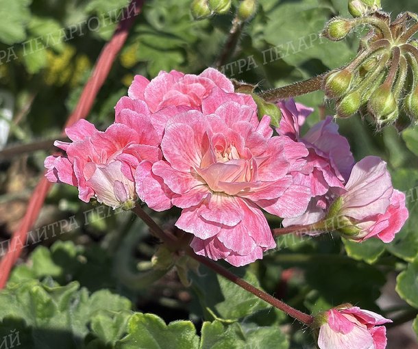 МАЛЬТА МИСС СЧАСТЬЕ