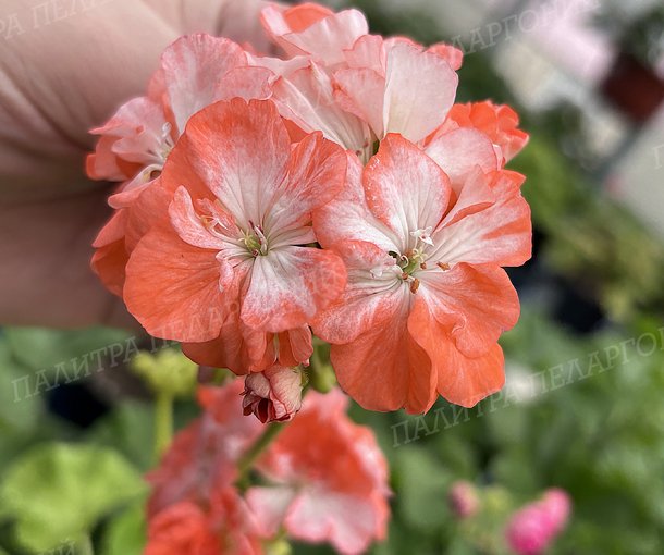 Byulbit Mery Gold (БЮЛЬБИТ МЭРИ ГОЛД), Корея.