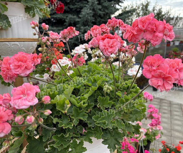 ИРИОЛ СУДАРЫНЯ ЕКАТЕРИНА
